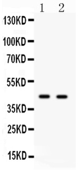 Cdc37 Rabbit Polyclonal Antibody