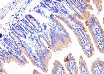 Cyclophilin B/PPIB Rabbit Polyclonal Antibody