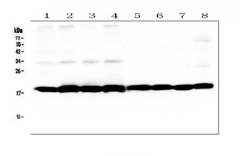 Cyclophilin B/PPIB Rabbit Polyclonal Antibody
