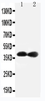 Cyclin-dependent kinase 7 Cdk7 Rabbit Polyclonal Antibody