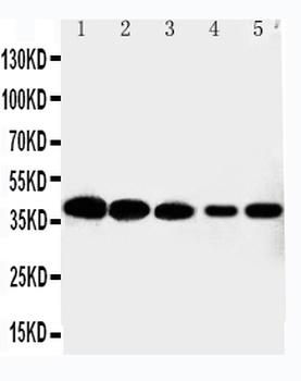 Cyclin-dependent kinase 7 Cdk7 Rabbit Polyclonal Antibody
