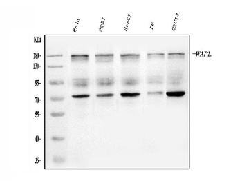 WAPL/FOE Antibody