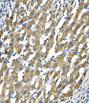 Sigma1-receptor/SIGMAR1 Antibody