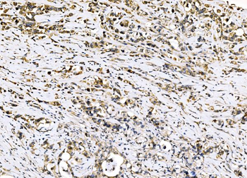 Sigma1-receptor/SIGMAR1 Antibody