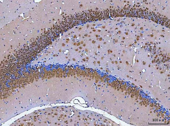 NeuN/Rbfox3 Rabbit Polyclonal Antibody