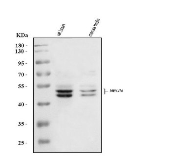 NeuN/Rbfox3 Rabbit Polyclonal Antibody
