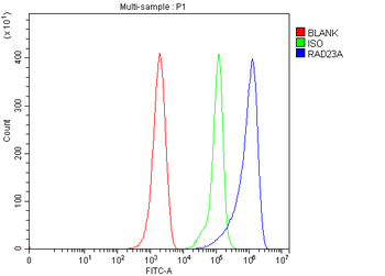 hHR23A/RAD23A Rabbit Polyclonal Antibody