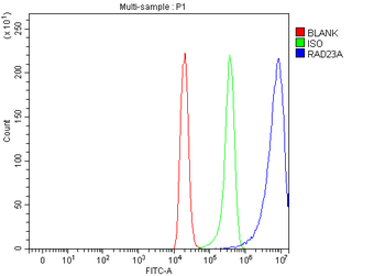 hHR23A/RAD23A Rabbit Polyclonal Antibody