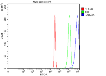 hHR23A/RAD23A Rabbit Polyclonal Antibody