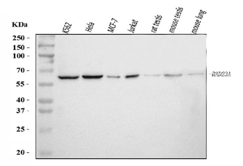 hHR23A/RAD23A Rabbit Polyclonal Antibody