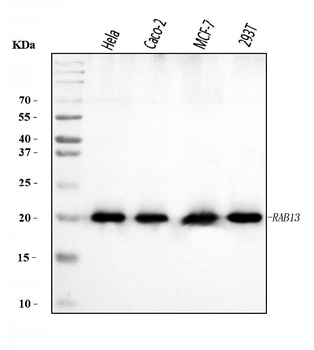 RAB13 Antibody
