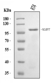 NLRP7 Rabbit Polyclonal Antibody