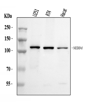 NEDD4 Rabbit Polyclonal Antibody