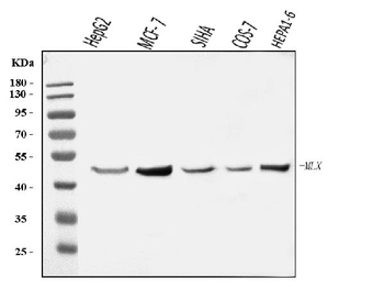 MLX Rabbit Polyclonal Antibody