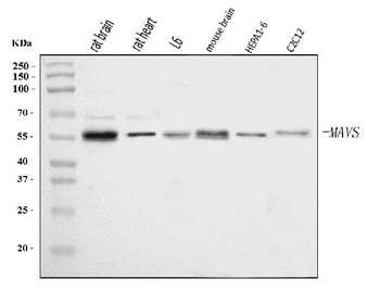 Mavs Rabbit Polyclonal Antibody