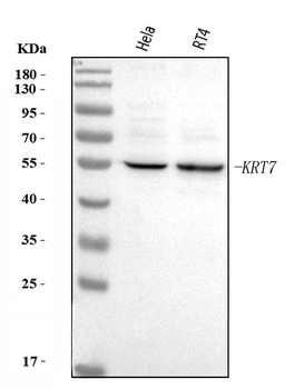 KRT7 Antibody