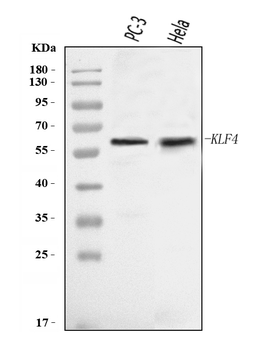 KLF4 Rabbit Polyclonal Antibody