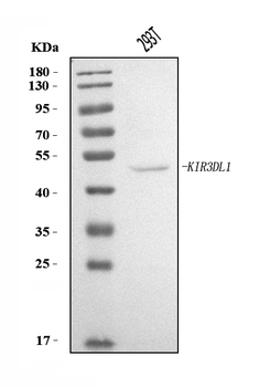 KIR3DL1 Rabbit Polyclonal Antibody