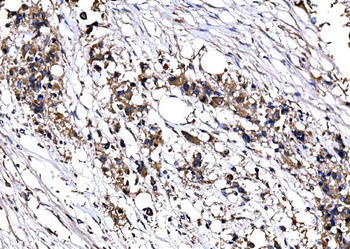 IMPDH1 Antibody
