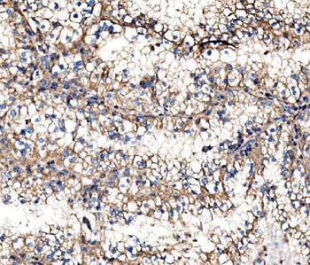 IMPDH1 Antibody