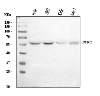 IMPDH1 Antibody