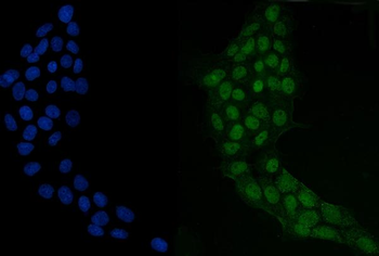 GRHL2 Antibody