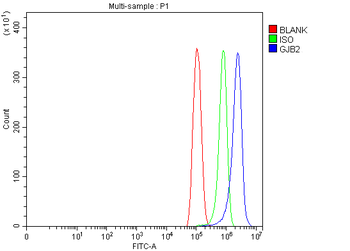 GJB2 Rabbit Polyclonal Antibody