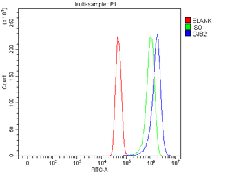 GJB2 Rabbit Polyclonal Antibody