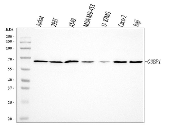 G3BP/G3BP1 Rabbit Polyclonal Antibody
