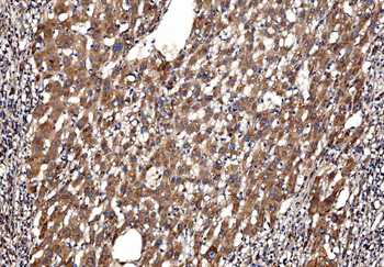 G3BP/G3BP1 Rabbit Polyclonal Antibody