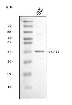 FGF11 Rabbit Polyclonal Antibody