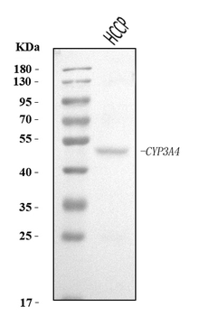 Cytochrome P450 3A4/CYP3A4 Rabbit Polyclonal Antibody