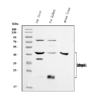 Cathepsin L/MEP/Ctsl Rabbit Polyclonal Antibody