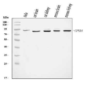 CPEB4 Rabbit Polyclonal Antibody