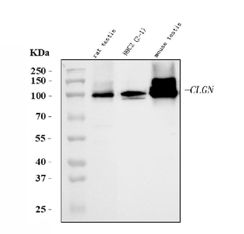 Calmegin/Clgn Rabbit Polyclonal Antibody