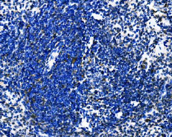 Dectin-1/Clec7a Rabbit Polyclonal Antibody