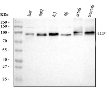 Calmegin/CLGN Rabbit Polyclonal Antibody