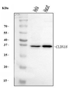 Claudin18/CLDN18 Rabbit Polyclonal Antibody