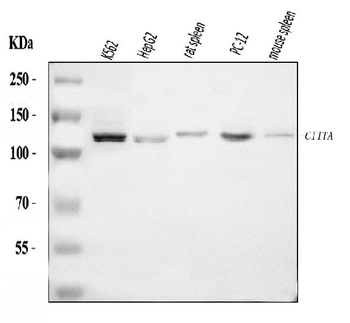 CIITA Rabbit Polyclonal Antibody