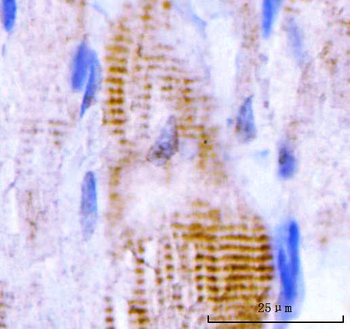 M Cadherin/CDH15 Antibody