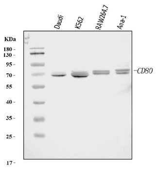 Cd80 Rabbit Polyclonal Antibody