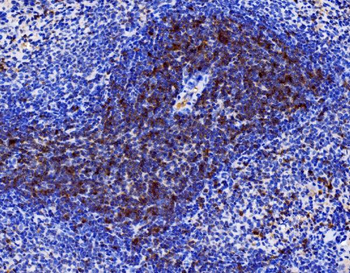 Cd27 Rabbit Polyclonal Antibody