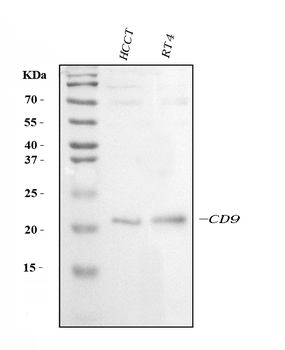 CD9 Rabbit Polyclonal Antibody