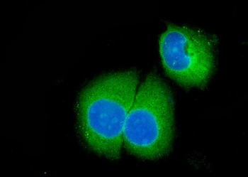 Caspase-3/CASP3 Rabbit Polyclonal Antibody
