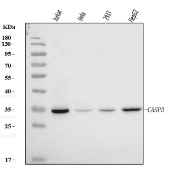 Caspase-3/CASP3 Rabbit Polyclonal Antibody
