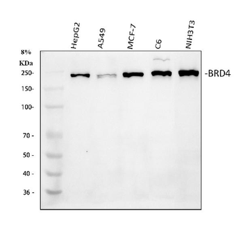 BRD4 Rabbit Polyclonal Antibody