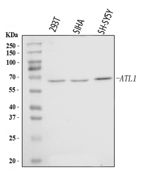 SPG3A/ATL1 Rabbit Polyclonal Antibody
