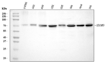 ADAM9 Rabbit Polyclonal Antibody