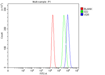 Vitamin D Receptor/VDR Antibody