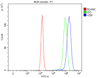 Vitamin D Receptor/VDR Antibody
